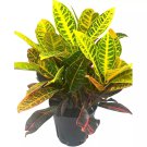 Codiaeum Variegatum 6Ch Variegated Croton Garden Croton Vibrant House Pla