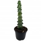 Boobie Cactus 6Ch Myrtillocactus Geometrizans Very Rare Stunning Cacti