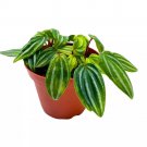 Peperomia Mini Watermelon 4Ch Verschaffeltii Unique Rare Pep