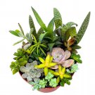 Succulent Arrangement A 6Ch Pot Unique Hand Crafted Plant Designs