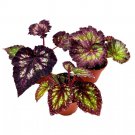 Purple And Green Begonia Assortment 4Ch Set Of 3 Harmony Hybrids Sp