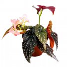 Charisma Angel Wing 6Ch Cane Begonia Huge Silver Tip Pink Flower P