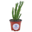 Austrocylindropuntia Subulata Pink Eves Pin Needle Cactus Opuntia Cactus Opun