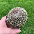 Old Lady Pincushion Birthday Cake Cactus Neomammillaria Hahniana Mammillaria S
