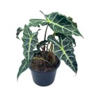 Alocasia Polly African Mask 6"" Alocasia Amazonica Potted Poly Elephant'S Ear Gia
