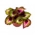 Jingle Bells Begonia Rex 4Ch Green Pink Spotted