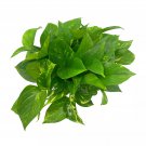 Golden Pothos Variegated 6Ch Pothos Very Full Epipremnum Aureum Devil'S I