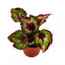 Red Tail 4Ch Begonia Rex Black Red Dark