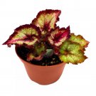 Later Gator Begonia Rex 6Ch Purple Band Long Tail