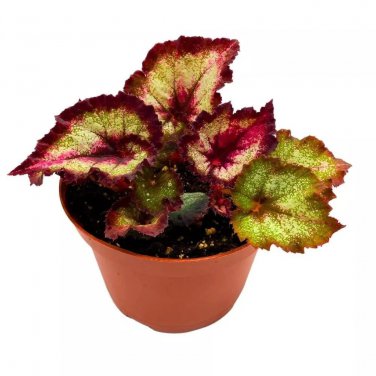 Later Gator Begonia Rex 6Ch Purple Band Long Tail