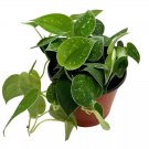 Silver Pothos 6Ch Satin Pothos Silver Philodendron Silvery Anne Scindapsu