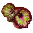 Puppy Love Begonia Rex 4Ch White Splash Purple Band