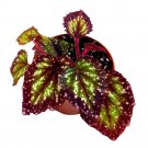 Starry Night Begonia Rex 4Ch Super Splashy White Purple Band
