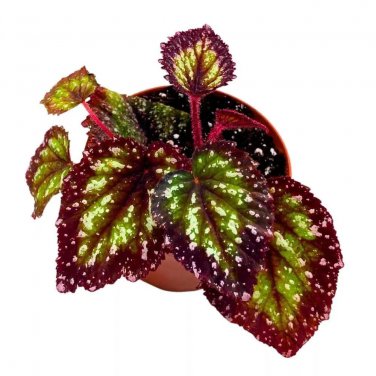 Starry Night Begonia Rex 4Ch Super Splashy White Purple Band