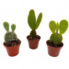 Opuntia Microdasys Assortment 2Ch Set Of 3 Bunny Ears Cactus