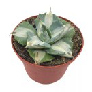 Agave Potatorum 3Ch Variegated Rare Agave Aloe Cactus