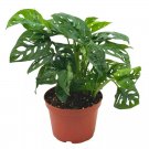 Swiss Cheese Plant 6Ch Pot Monstera Adansonii Five Holes Vine Big H