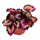 Queen Of Hearts 6Ch Begonia Rex Multicolored Ruffled Edges