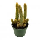 Lady Finger Cactus Copper King 6Ch Pot Mammillaria Elongata Kopper Lady Fi