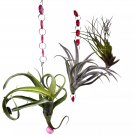 Hanging Tillandisa Assorment With Charms Set Of 3 Medium-Sized Bare-Root Airpl