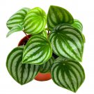 Peperomia Watermelon 2Ch Pep Argyreia