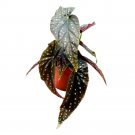 Lone Star Aussie Angel Wing 6Ch Cane Begonia Dark Large Leaf With Silver Tip