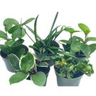Hoya Assortment Set Hindu Rope Krimson Queen Ketiana Chelsea Australis Lis