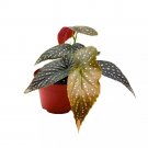 Whimsy Angel Wing Cane Begonia 6Ch Premium Hybrid