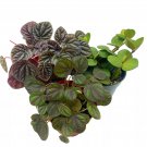 Peperomia Assortment Set 4Ch Pots Set Of 3 Watermelon Marble Ripple Ros