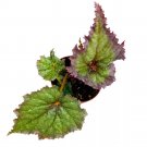 Daenerys Begonia Rex 4Ch Purple And White Gnarly