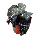 Supernatural Angel Wing 6Ch Cane Begonia Large Silver Tip Pink Flo