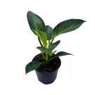 Philodendron Birkin White Wave Birkin White Wave 6Ch Pot