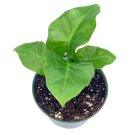 Alocasia Low Rider A 4Ch Pot