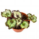 Double Vision Begonia Rex 6Ch White And Gray Spiral