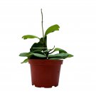 Hoya Kerri Heart On The Vine 6Ch Pot All Green Non-Variegated Heart Shaped