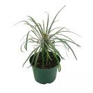Madagascar Palm Pachypodium Geayi 6Ch