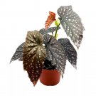 Fury Angel Wing Cane Begonia 6Ch Premium Hybrid