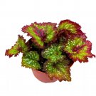 Whirly Bird Begonia Rex Pink Green Spiral White Splash