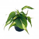 Philo Silver Stripe 4Ch Variegated Philodendron Hederaceum Cordatum Heartlea