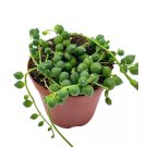String Of Pearls Senecio Rowleyanus 2Ch Pot Super Cute Great Plant Gift