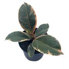 Ficus Tineke 4Ch Variegated Elastica Rubberplant Pink And White Rubber Pla