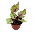 Ember Begonia Rex 4Ch White Flame Shaped Leaf