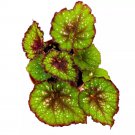 Christmas Cheer Begonia Rex 4Ch Red And Green With Snowflakes White