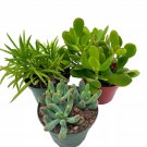 Succulent Assortment Set 4Ch Pots Set Of 3 Variety Jade Plant Jelly Bean