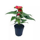 Anthurium Red 6Ch Pot