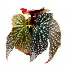 Bubbly Angel Wing Cane Begonia 6Ch Angel Wings Super Splashy Silv