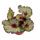 Sleigh Bells 4Ch Begonia Rex White Christmas