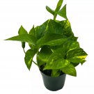 Devil'S Ivy Golden Pothos 4Ch Hunter'S Rove Epipremnum Pinnatum Aureum