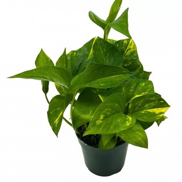 Devil'S Ivy Golden Pothos 4Ch Hunter'S Rove Epipremnum Pinnatum Aureum