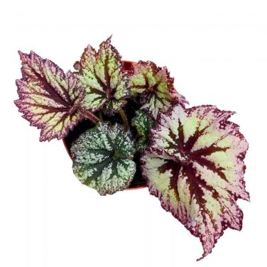 Starburst Begonia Rex 6Ch